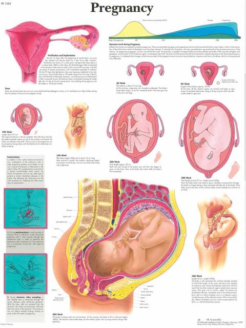Anatomie Poster Zwangerschap, gelamineerd