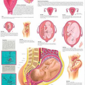Anatomie Poster Zwangerschap, papier