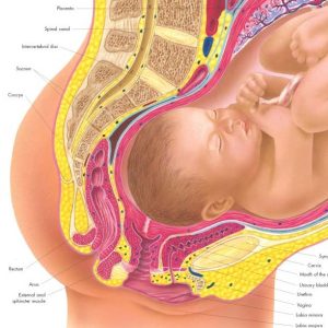 Anatomie Poster Zwangerschap, papier