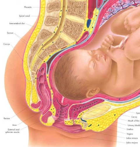 Anatomie Poster Zwangerschap, papier