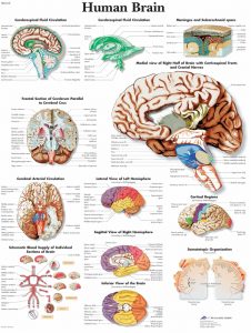 Anatomie Poster Hersenen, gelamineerd