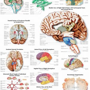 Anatomie Poster Hersenen, gelamineerd