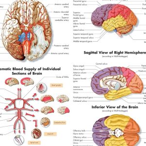 Anatomie Poster Hersenen, gelamineerd