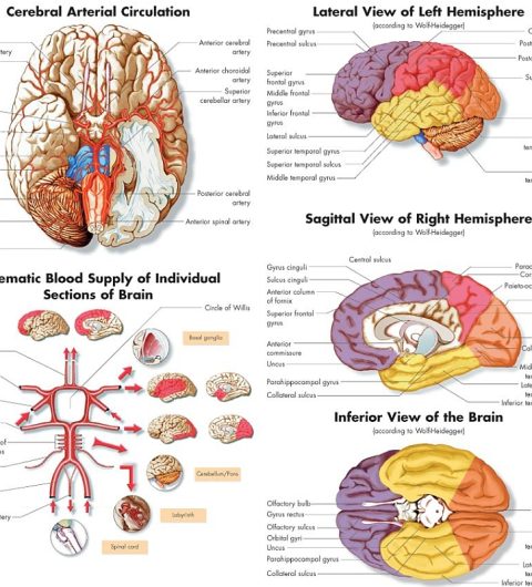 Anatomie Poster Hersenen, gelamineerd