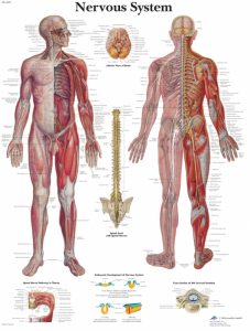 Anatomie Poster Zenuwstelsel, papier