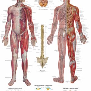 Anatomie Poster Zenuwstelsel, gelamineerd