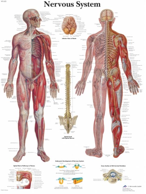 Anatomie Poster Zenuwstelsel, gelamineerd