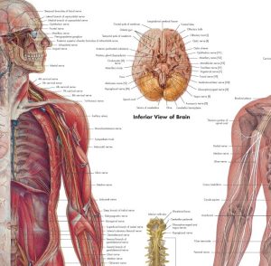 Anatomie Poster Zenuwstelsel, papier