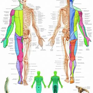 Anatomie Poster Spinale Zenuwen, papier