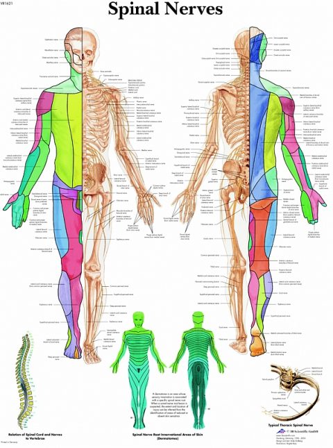 Anatomie Poster Spinale Zenuwen, papier