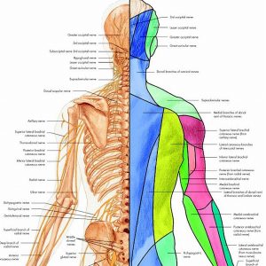 Anatomie Poster Spinale Zenuwen, gelamineerd