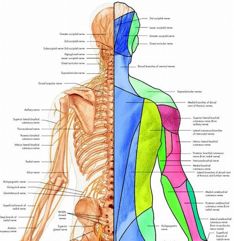 Anatomie Poster Spinale Zenuwen, gelamineerd