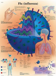 Anatomie Poster Griep, papier