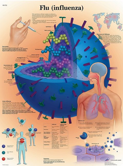 Anatomie Poster Griep, gelamineerd