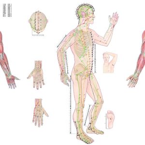 Body Acupuncture, gelamineerde wandplaat