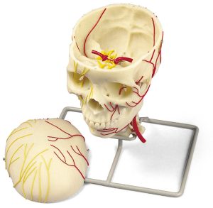 Neurovasculaire Schedel