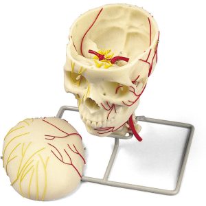 Neurovasculaire Schedel