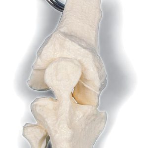 Sleutelhanger Knie