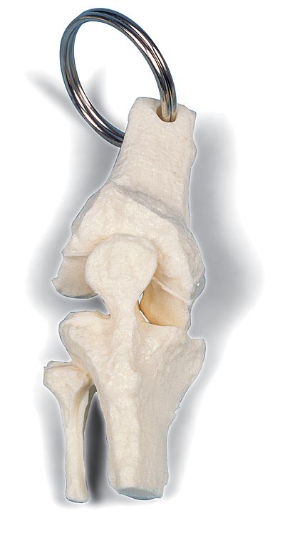 Sleutelhanger Knie