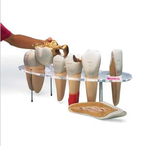 Gebit morfologie serie 7-delig, 10x ware grootte