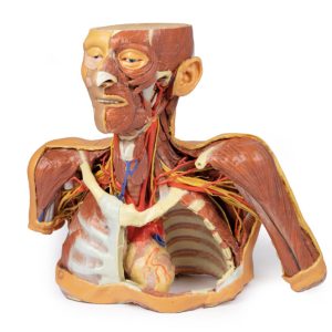 Hoofd-Nek-Schouder Angiosoom, 3Dprint