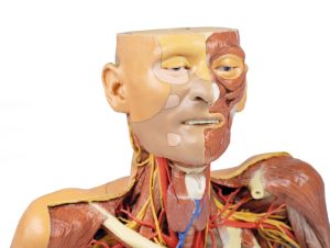 Hoofd-Nek-Schouder Angiosoom, 3Dprint
