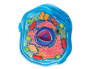 4D Science Dierencel Model