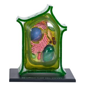 4D Science Plantencel Model