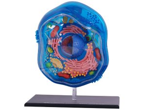 4D Science Dierencel Model