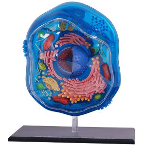 4D Science Dierencel Model
