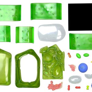 4D Science Plantencel Model