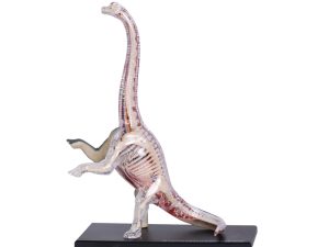 4D Vision Brachiosaurus
