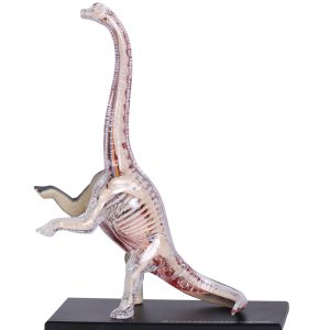 4D Vision Brachiosaurus