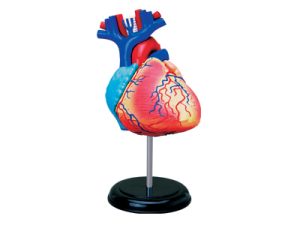 4D Hart Model, 31-delig, 12 cm