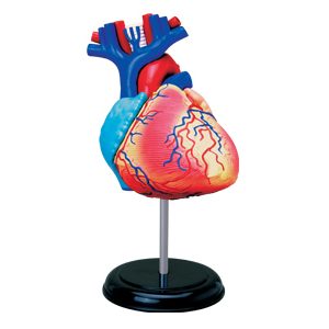 4D Hart Model, 31-delig, 12 cm