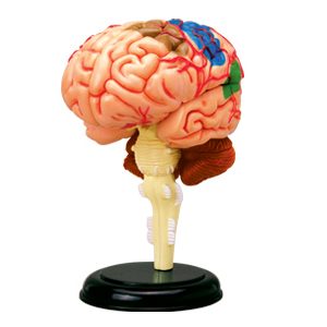 4D Hersenen Model, 32-delig, 9 cm
