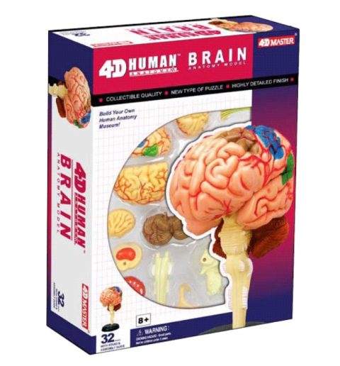 4D Hersenen Model, 32-delig, 9 cm