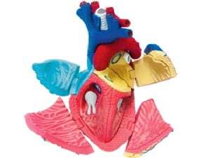 4D Hart Model, 31-delig, 12 cm