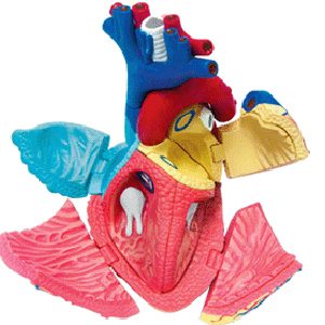 4D Hart Model, 31-delig, 12 cm