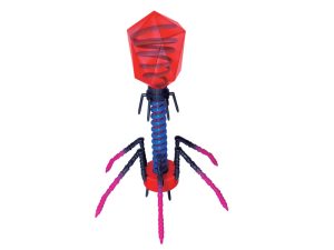 4D Bacteriofaag Model, 13-delig, 18 cm