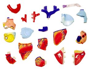 4D Hart Model, 31-delig, 12 cm