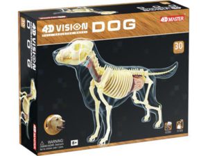 4D Hond Model Transparant, 30-delig, 20 cm