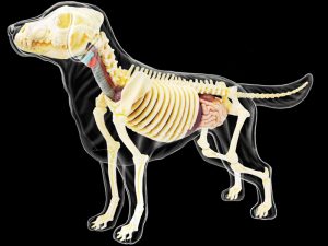 4D Hond Model Transparant, 30-delig, 20 cm