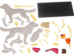 4D Hond Model Transparant, 30-delig, 20 cm