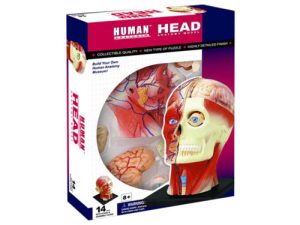 4D Hoofd Model, 14-delig, 12 cm