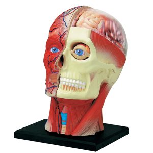 4D Hoofd Model, 14-delig, 12 cm