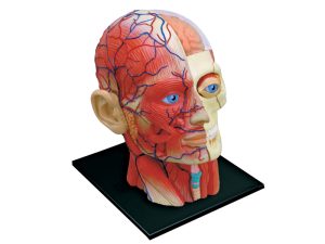 4D Hoofd Model, 14-delig, 12 cm