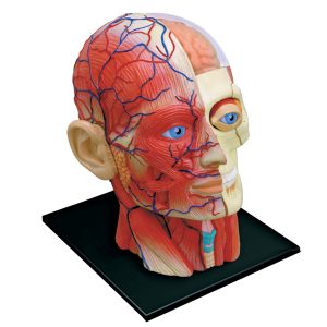 4D Hoofd Model, 14-delig, 12 cm