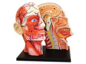 4D Hoofd Model, 14-delig, 12 cm