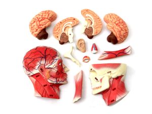 4D Hoofd Model, 14-delig, 12 cm